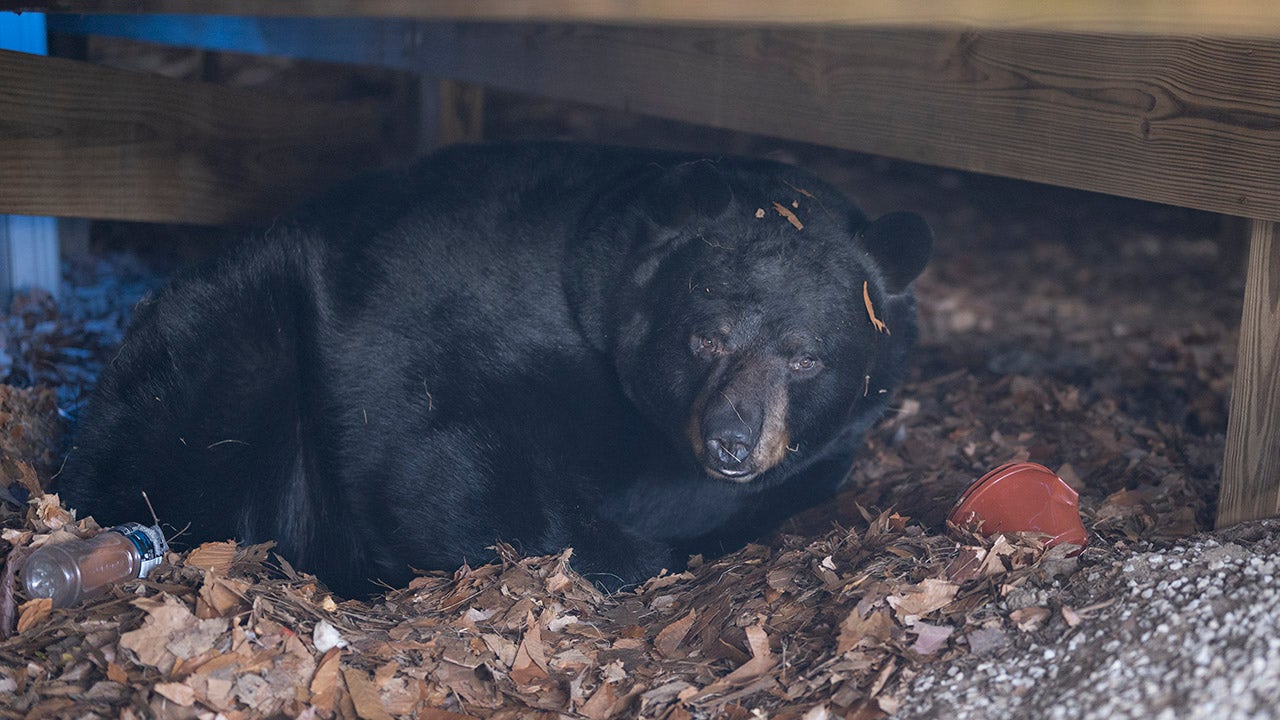 Connecticut family finds black bear hibernating under their outdoor deck: 'Not bothering us'
