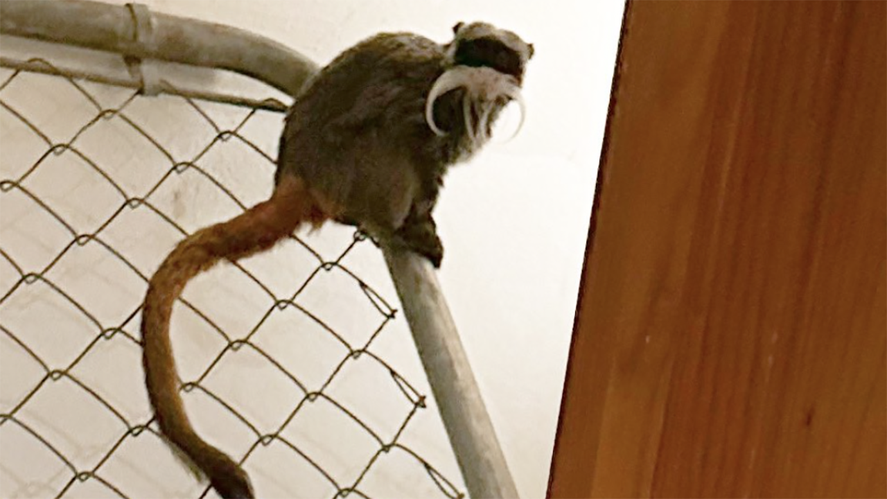 Dallas police locate two monkeys in abandoned home after they were stolen from zoo