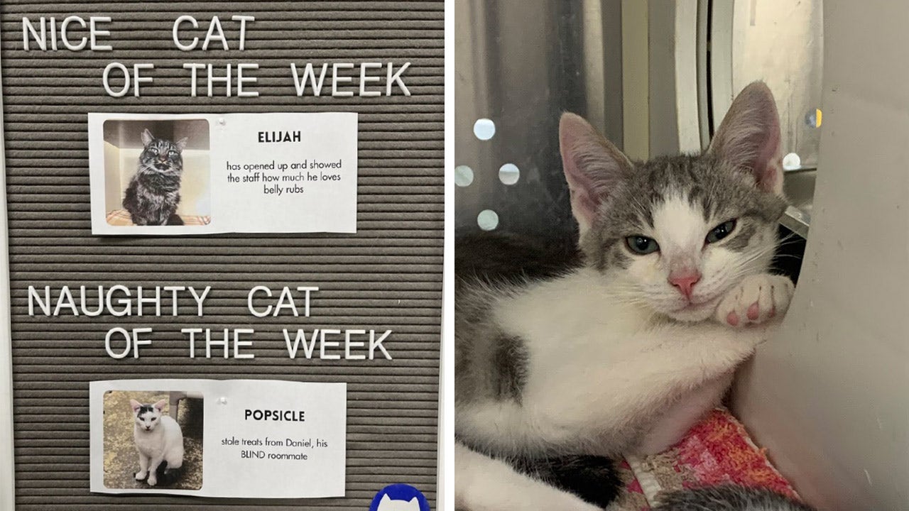 California cat shelter goes viral for sharing its hilarious 'nice or naughty'  feline of the week | Fox News