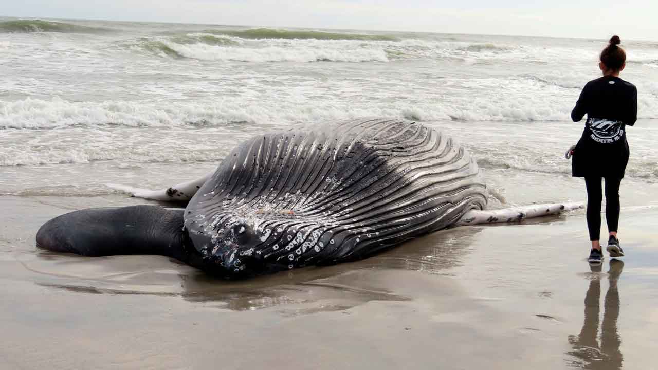 Beached whale in New Jersey was apparently struck by a vessel Fox News