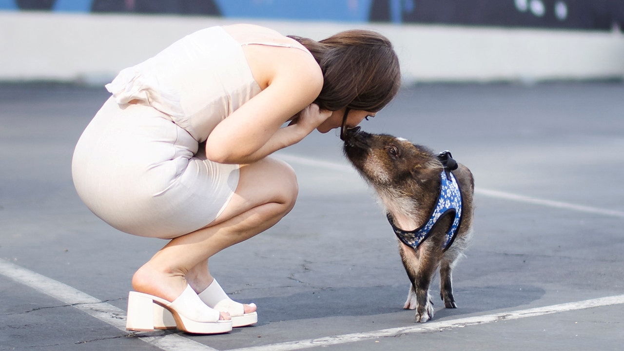 log Vedholdende Mus California woman treats pet pig like her child, goes viral on TikTok | Fox  News