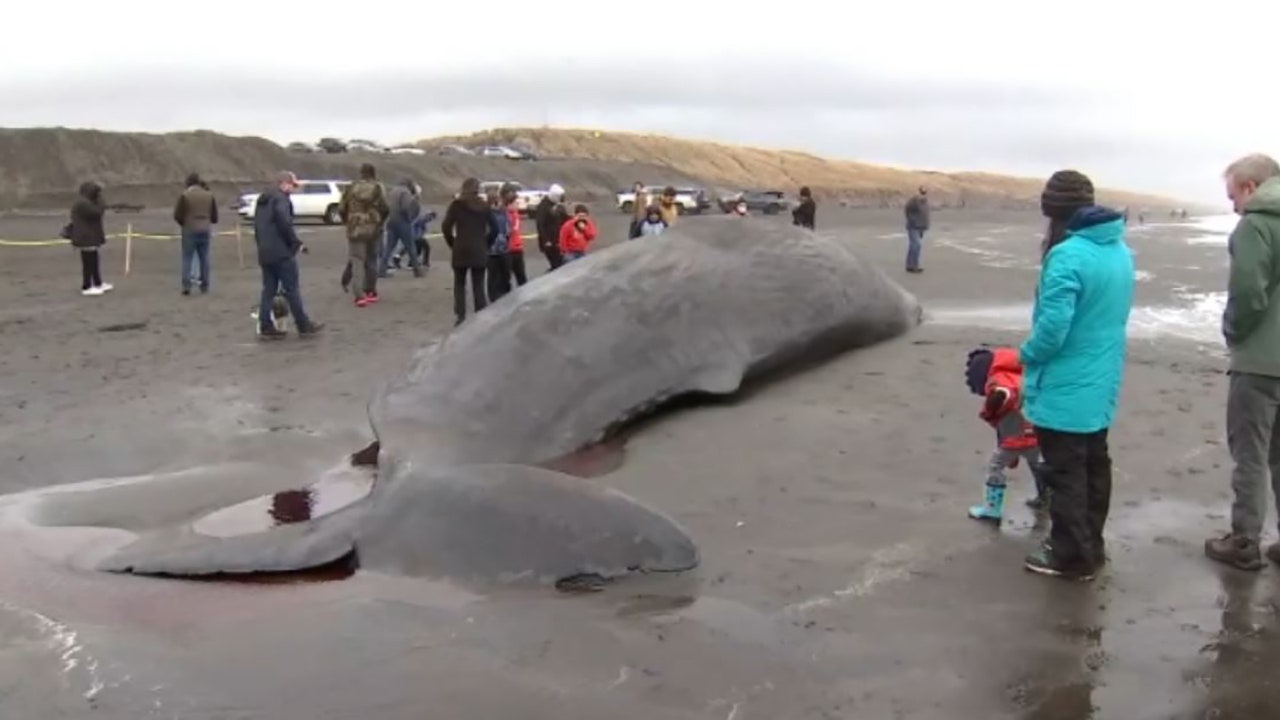 Dead sperm whale washes up at Oregon's Fort Stevens State Park in 'unusual'  encounter, expert says | Fox News