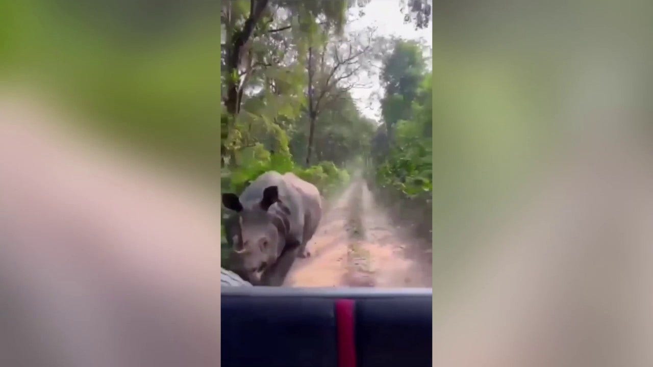 WATCH: Safari tourists chased by rhinos in bone-chilling videos at Indian parks