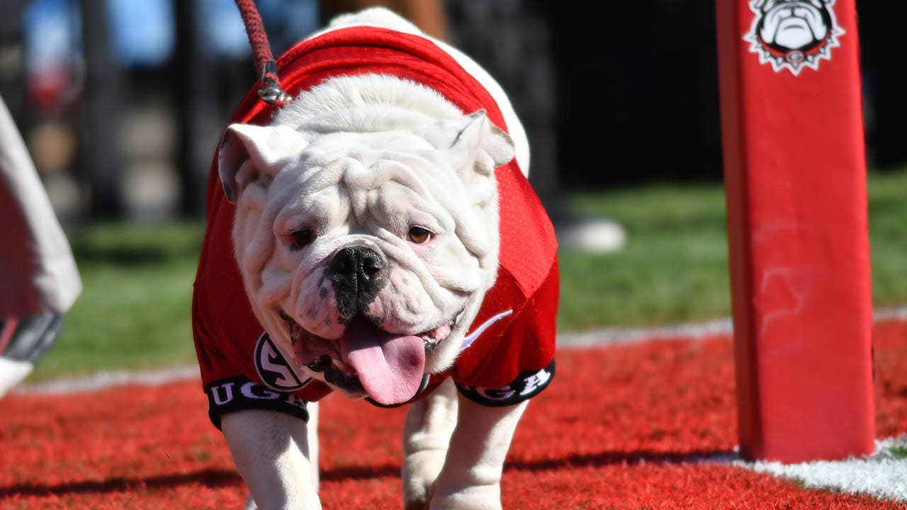 Former Georgia football players tell PETA to 'chill out' on its criticism of live mascot: 'Uga live the life'