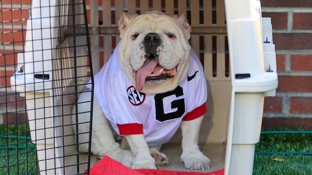 PETA again calls for Georgia to end use of live bulldogs after mascot's ...