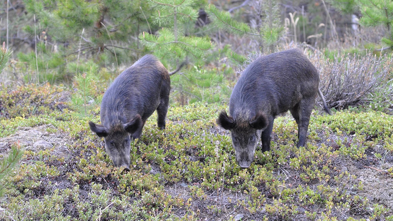 Wild ‘super pigs’ in Canada poised to wreak environmental havoc, spread disease in US, expert says