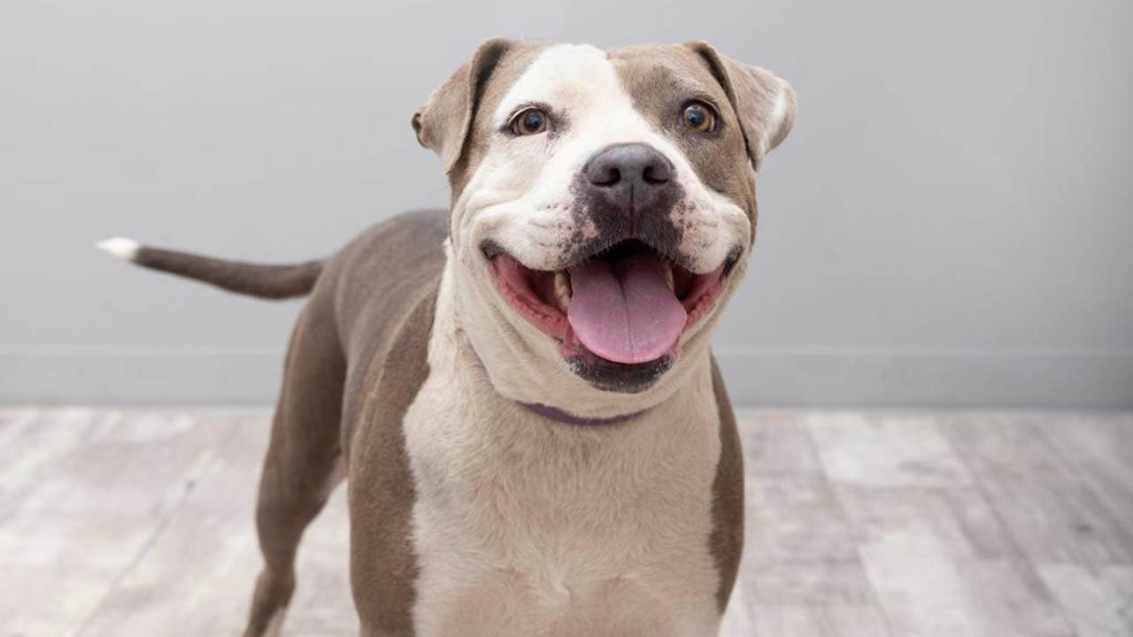 California dog nominated for 'best cuddler' award needs new home after her owner gave her up
