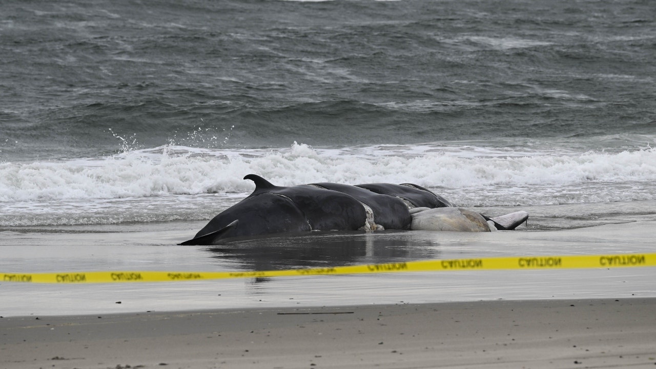 One other useless whale discovered stranded on New York seaside in 'uncommon mortality occasion' alongside Atlantic coast
