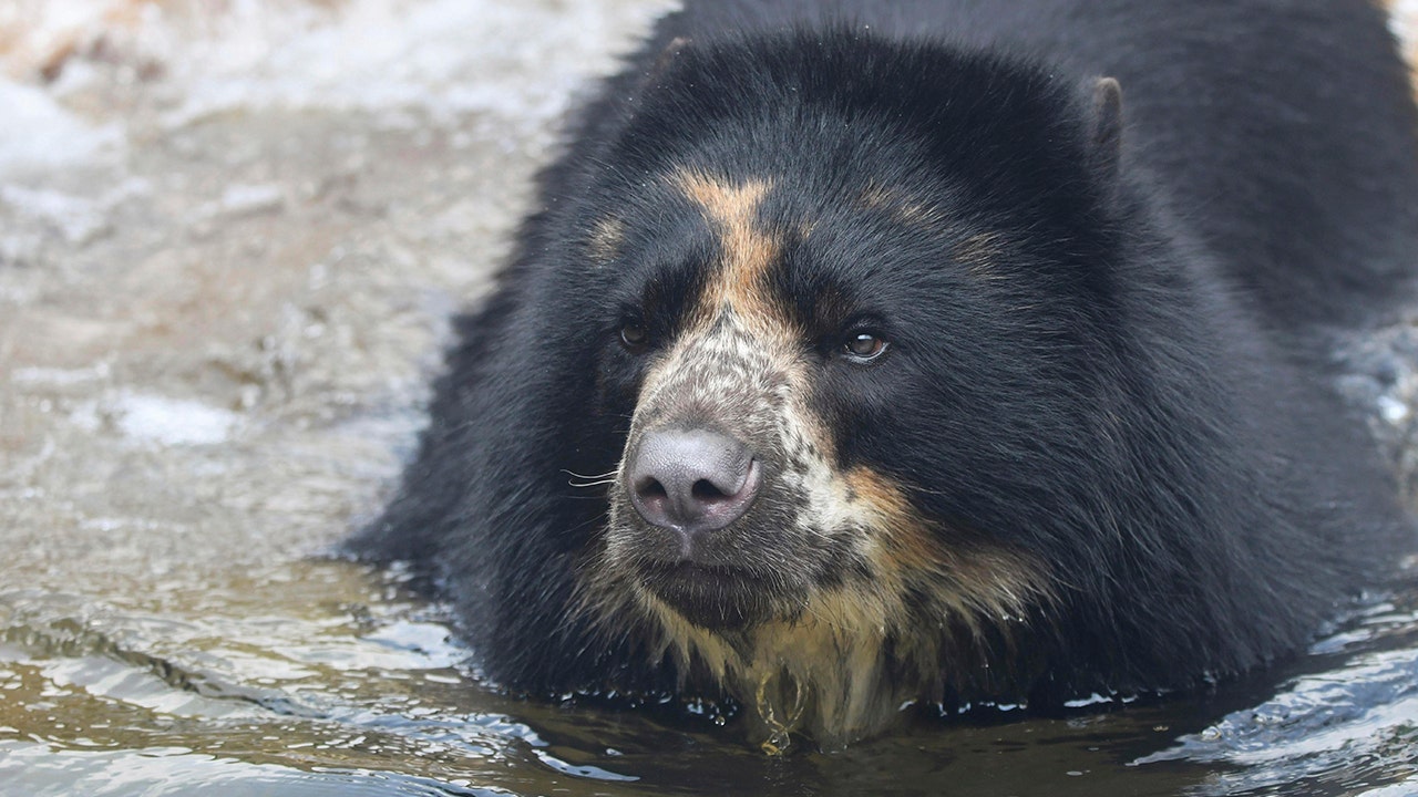 St. Louis Zoo bear escapes from enclosure for second time in a month