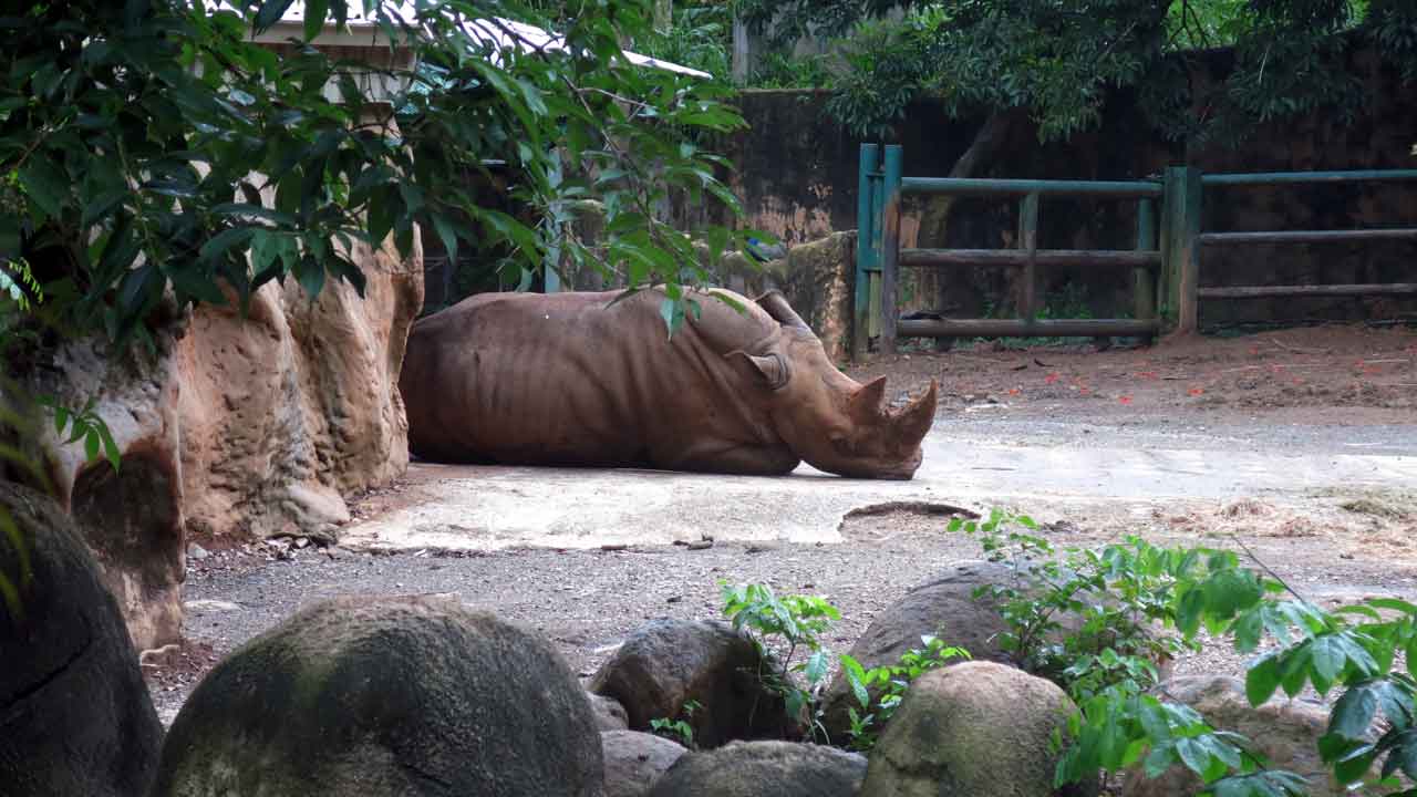 Puerto Rico's only zoo is closing after years of suspected negligence, lack of resources