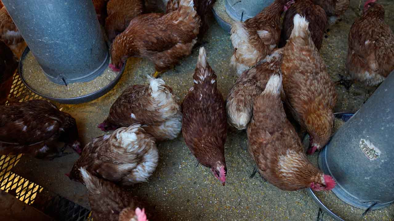 Ongoing bird flu has cost the government around $661 million, added to consumers' pain at the grocery store