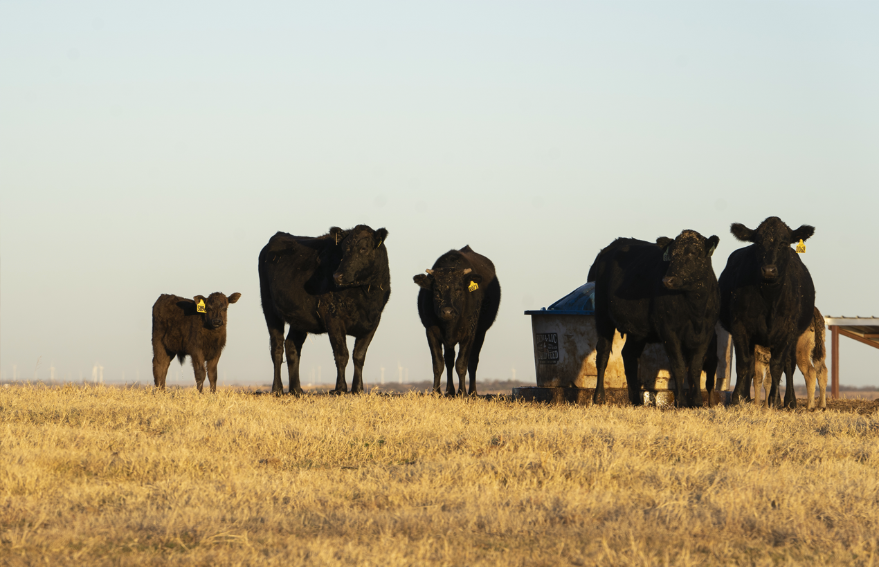 Montana rancher predicts Biden policies could diminish beef supply: ‘Government tape’