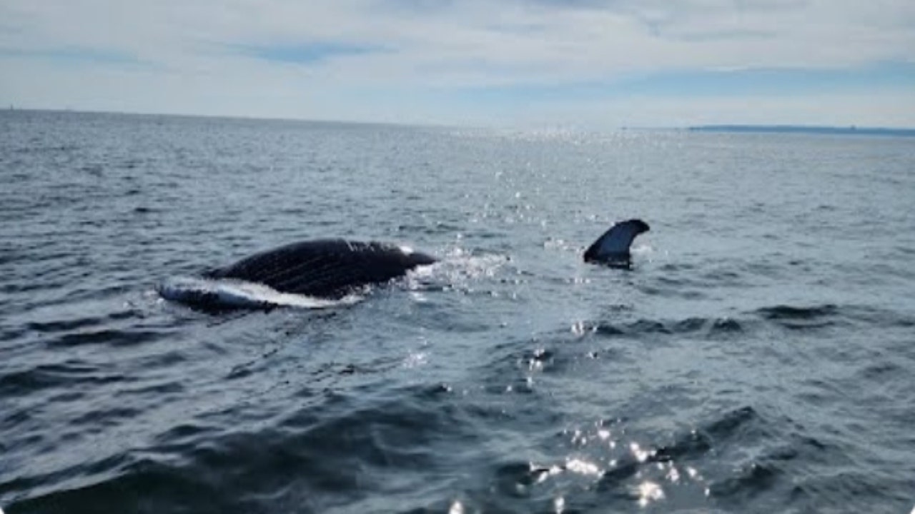 The East Coast Whale Die-Offs: Unraveling the Causes - Yale E360