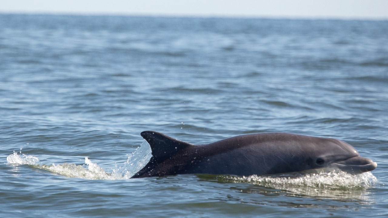 Three dolphins die after becoming stranded off New Jersey coast