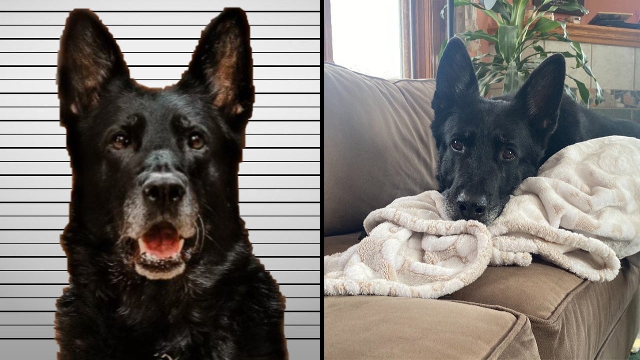 Michigan K-9 whose viral mugshot captivated Americans made big busts in his career: 'Best partner I ever had'