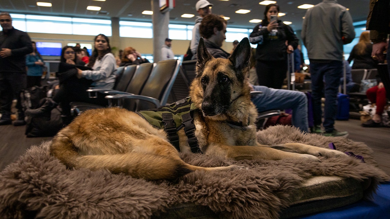 Kaya, a German shepherd service dog, was given the royal treatment by Southwest Airlines on her final flight. (Southwest Airlines)