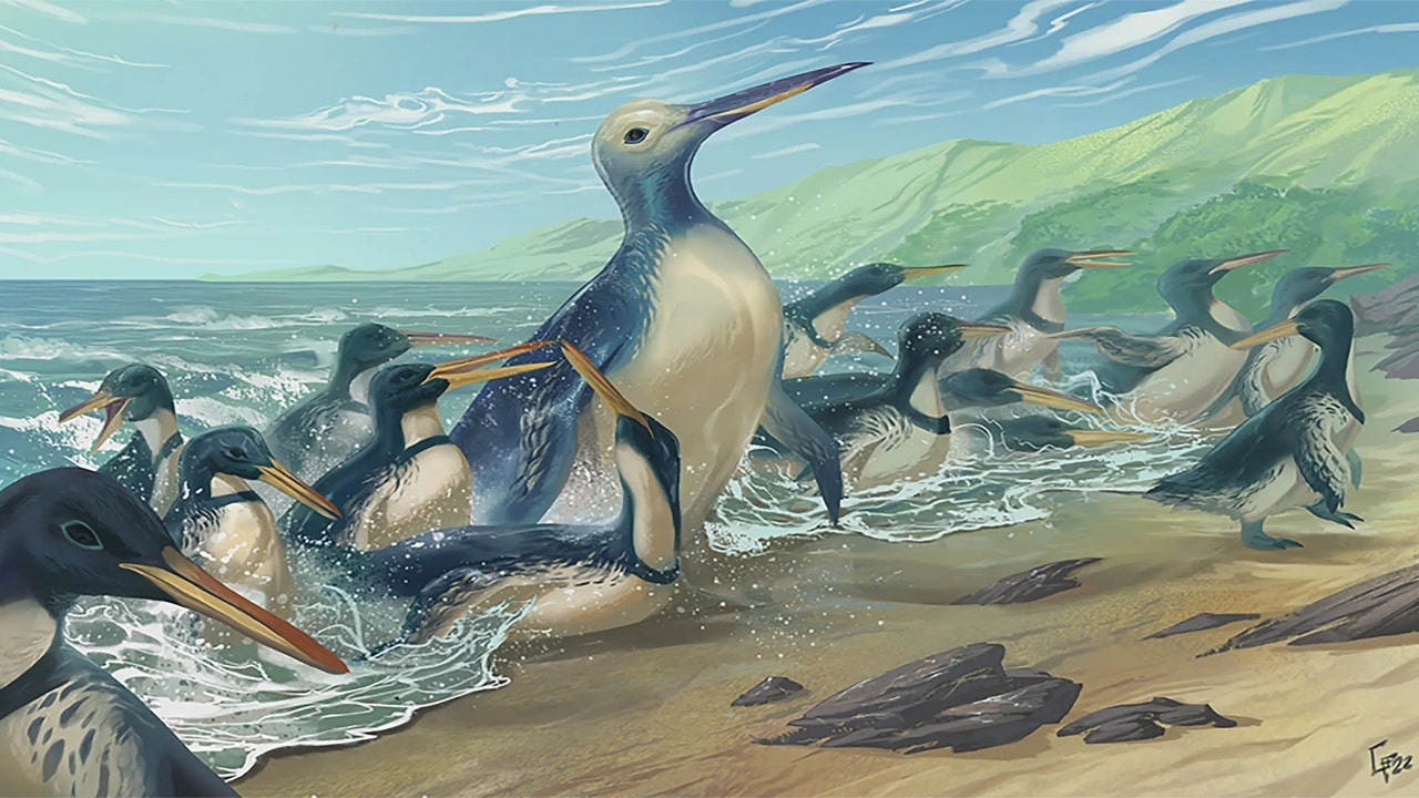 Biggest penguin in history was 'monster bird,' weighed over 300 pounds