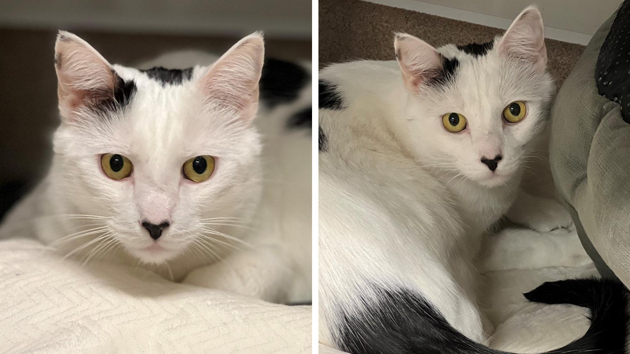 New York cat named Moo Moo seeks loving home in time for Valentine’s Day