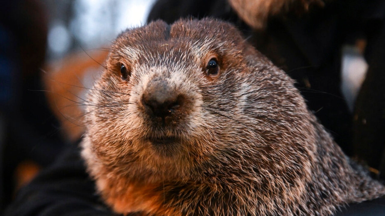 Groundhog Day 2023 Punxsutawney Phil sees his shadow, predicts 6 more