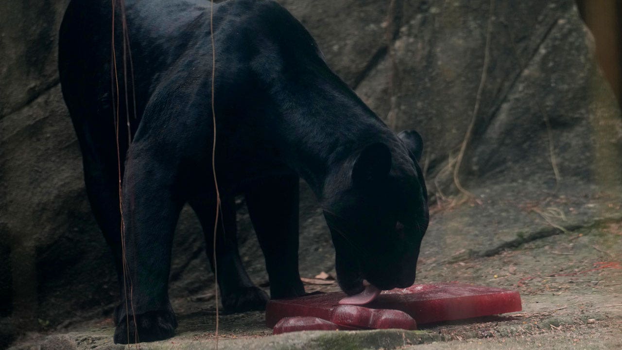 Blood-flavored ice helps zoo animals beat Rio's heat