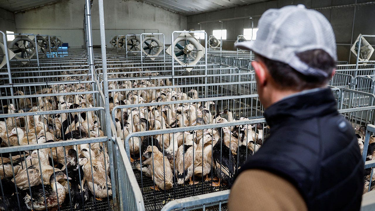 Global bird flu alarm prompts countries to reconsider once-shunned vaccines