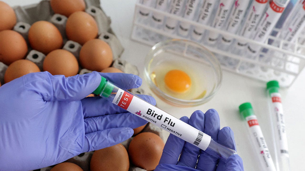 First Case of Bird Flu in a Human Detected in Chile