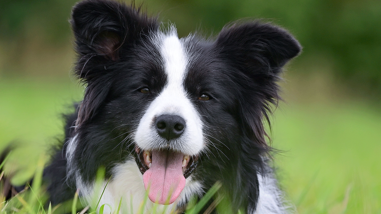 Border Collie in the grass