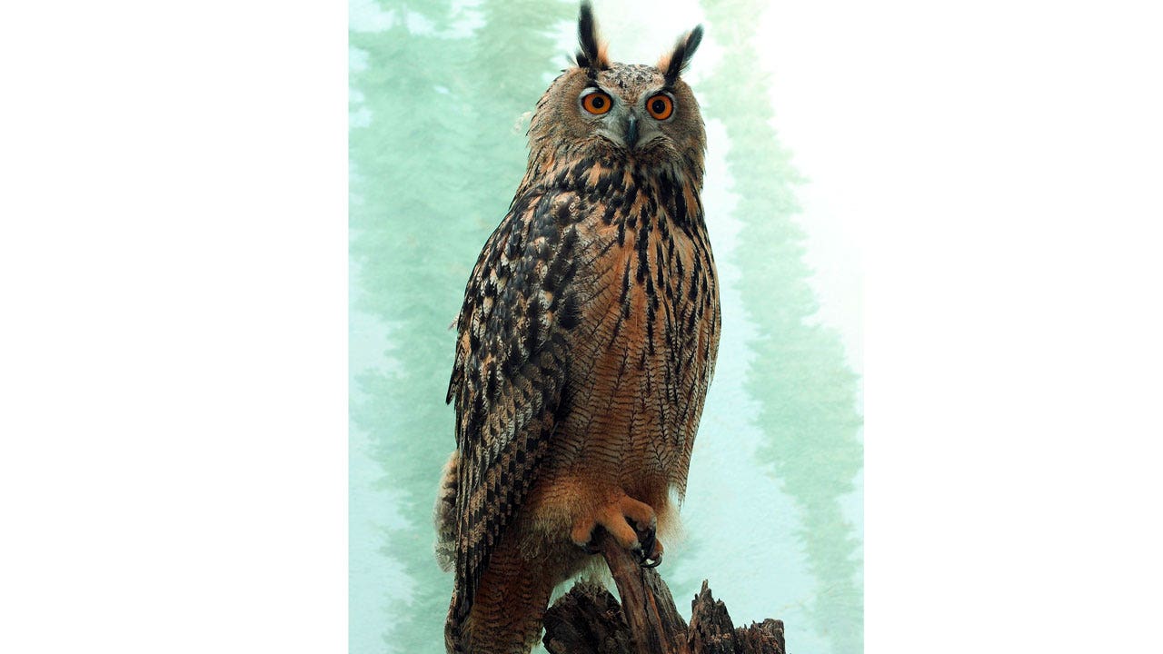 Escaped New York City zoo owl baffles local authorities | Fox News