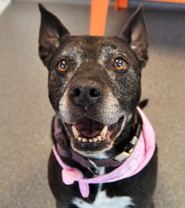 Rescue pit bull with 'lots of love to give' needs a new home in Utah