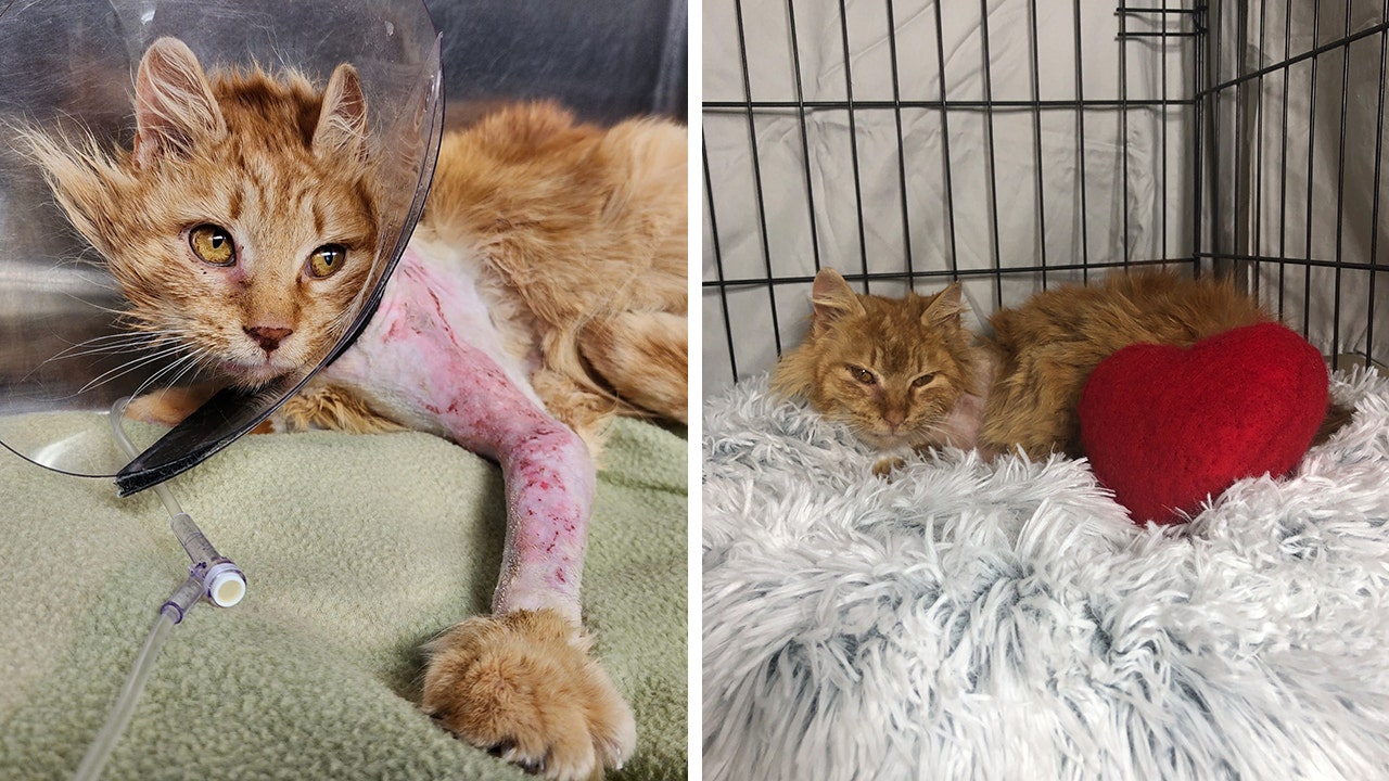 Pennsylvania cat named Cupid, shot by an arrow, searches for home in time for Valentine’s Day