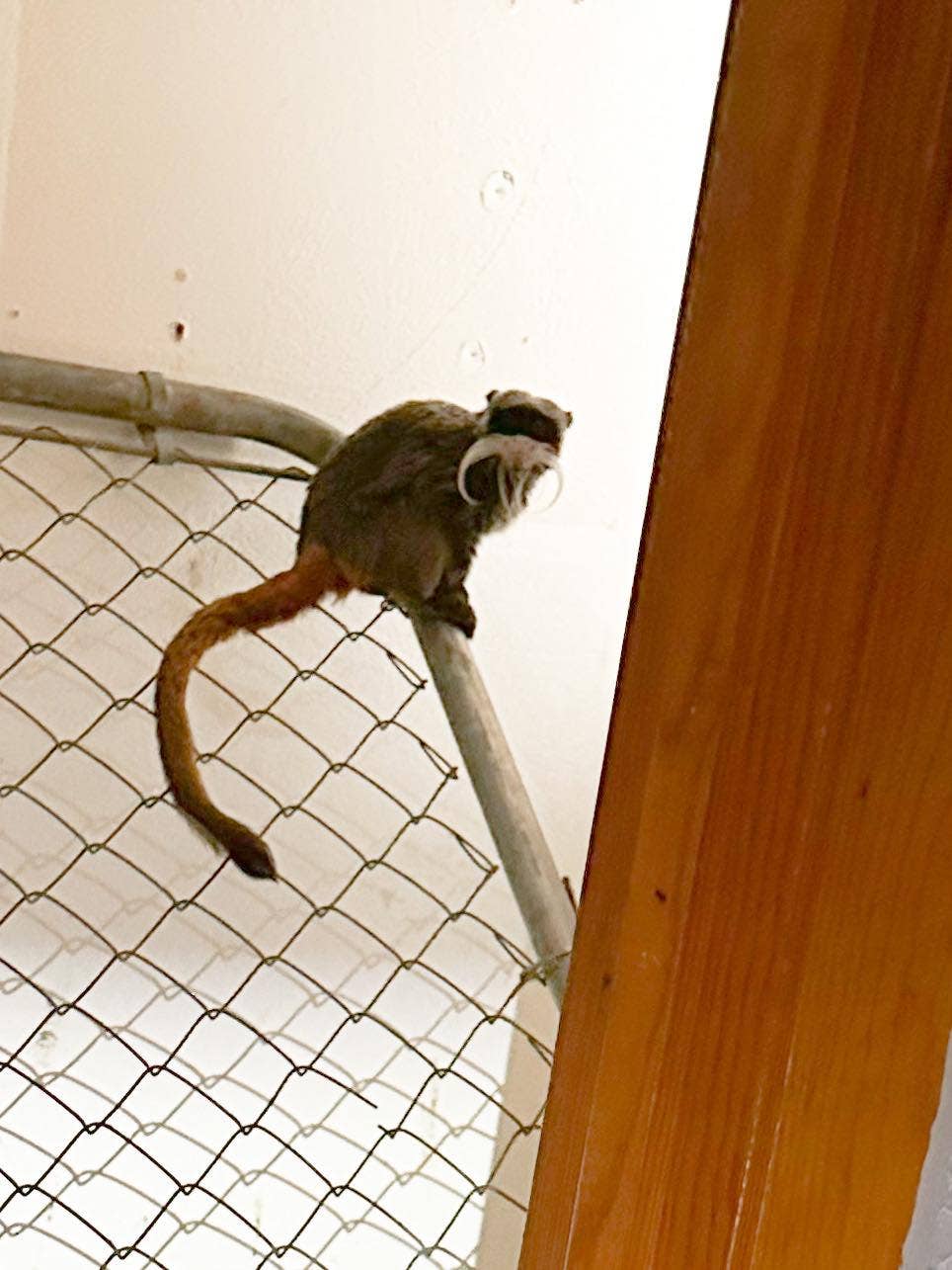 Missing Dallas Zoo monkeys found in closet of an abandoned home, cops