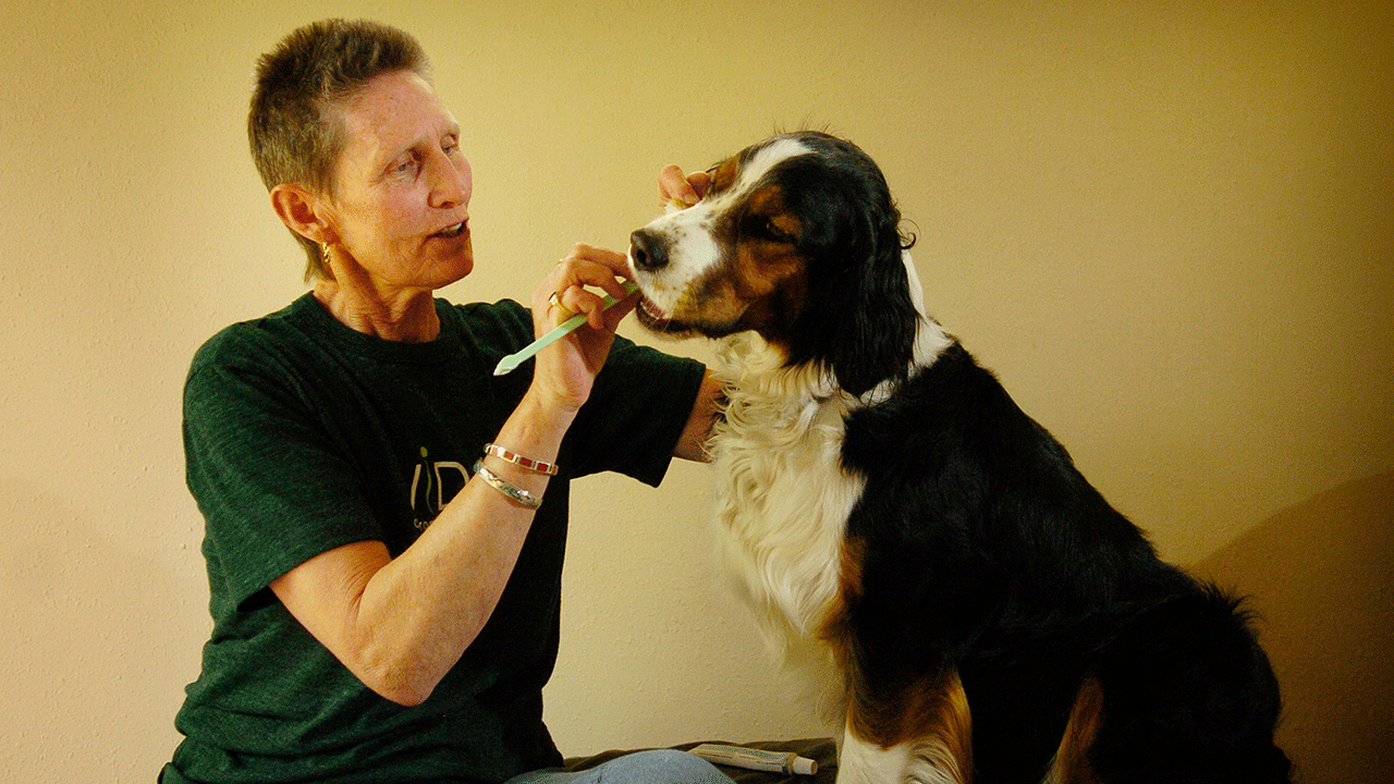 Owner brushing dogs teeth