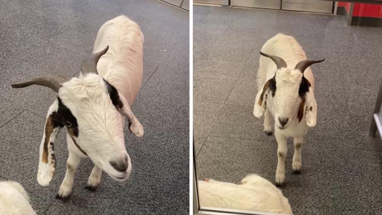 Two goats in Texas wander into a Target after spending a few minutes perusing the aisles