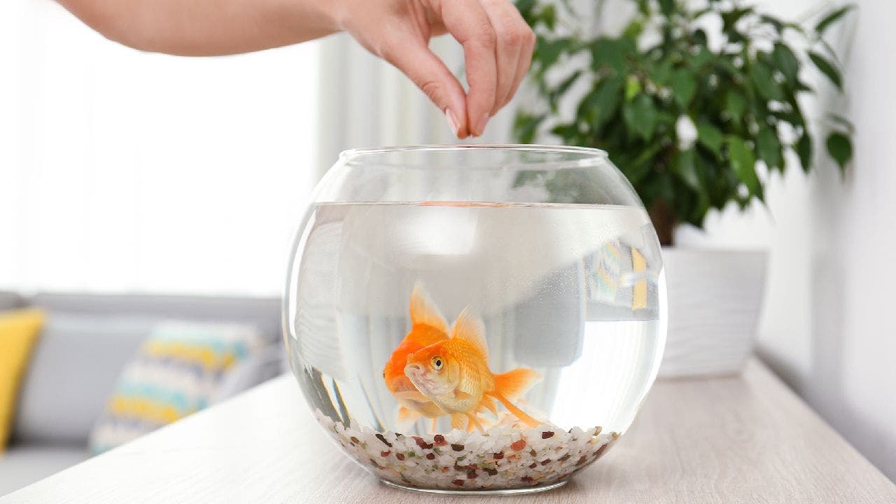 Pet fish fee at Missouri apartment complex shocks potential renter; error ‘will be corrected soon’ Pet fish fee at Missouri apartment complex shocks potential renter; error ‘will be corrected soon’