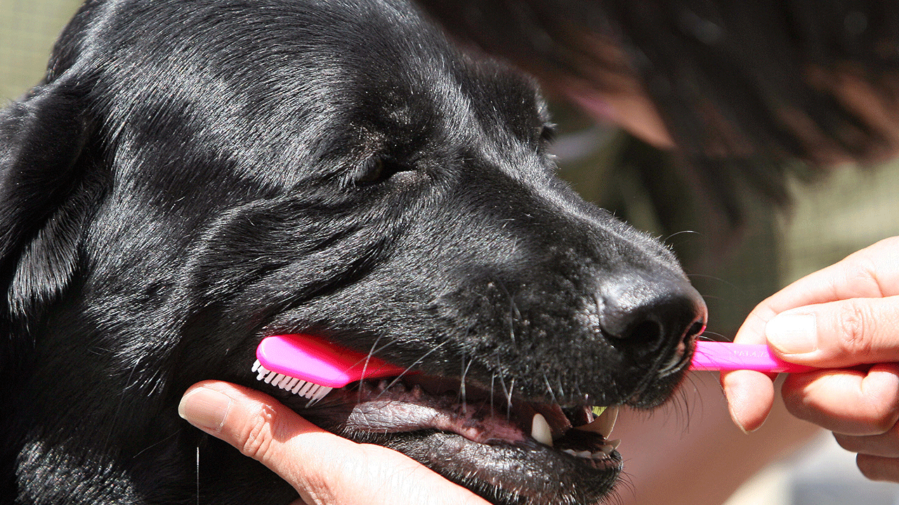 Labrador Retriever getting teeth brushed