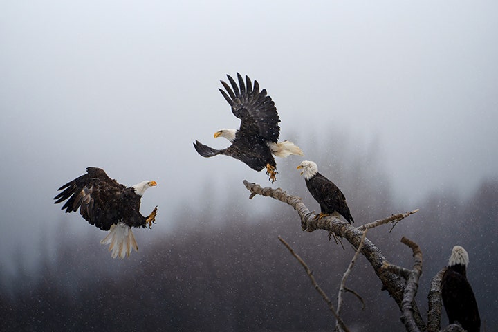A bald eagle arrives to steal a perch on a tree log that offers a strategic view of the shoreline at the Chilkat Bald Eagle Preserve in Alaska. When other eagles drag freshly caught salmon in from the water, these bystanders swoop in to take a share. (Karthik Subramaniam)