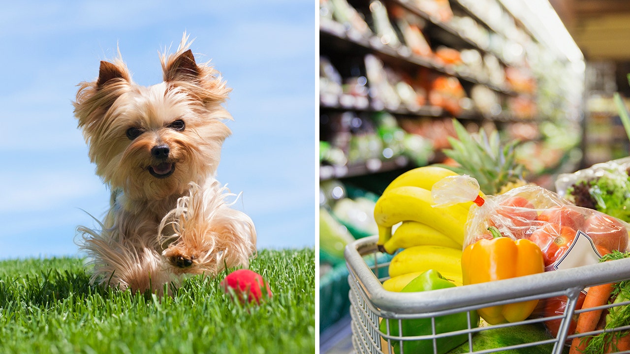 Grocery stores that allow dogs sale