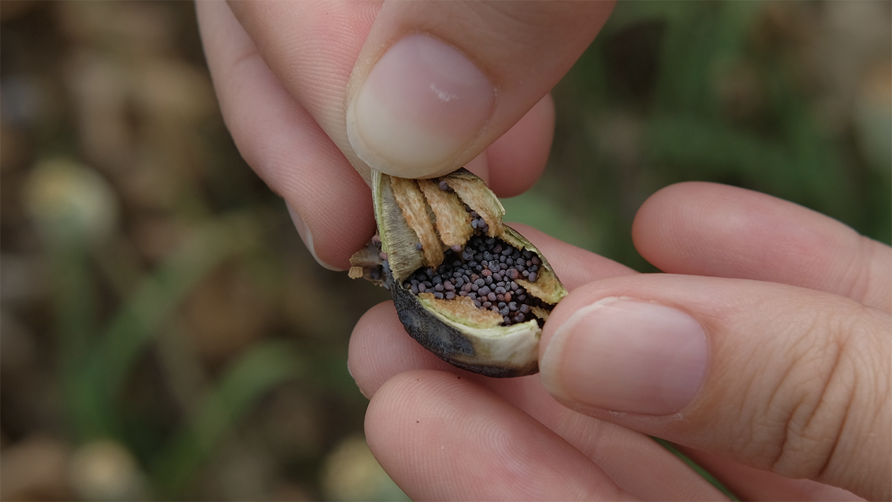 US troops warned about poppy seeds ahead of drug tests