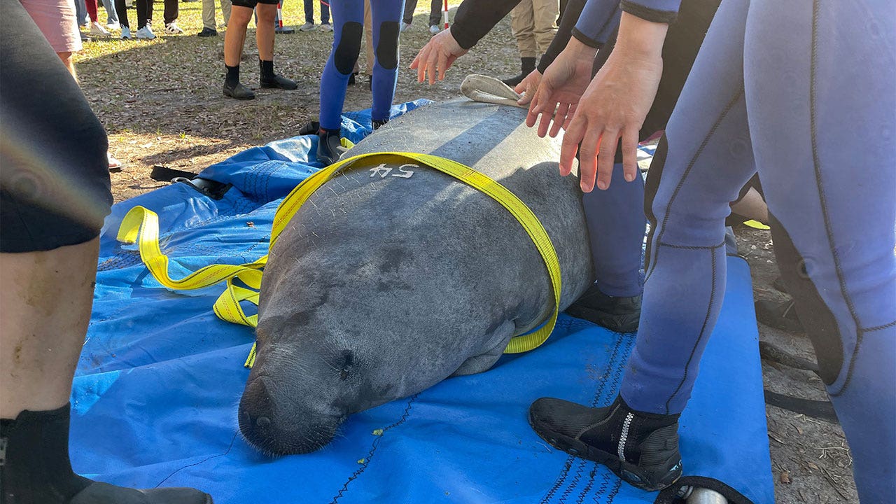 Record 12 manatees released to natural habitat in single day, animal rescue service says