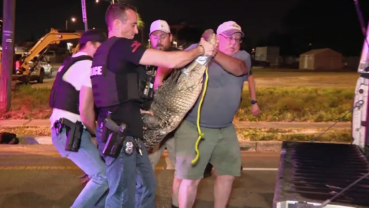 Florida police trap a nearly 10-foot alligator, warn of upcoming mating season