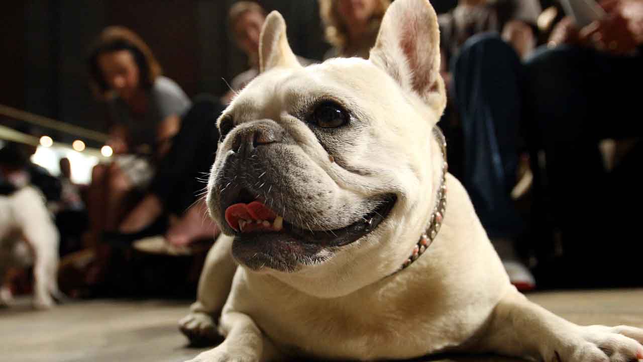 US has new favorite dog breed as French bulldog ousts Labrador retrievers from top spot