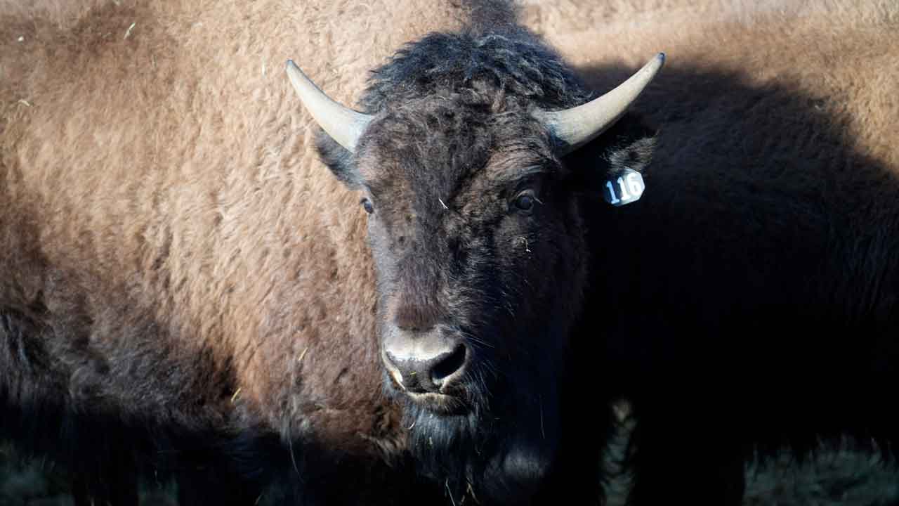 Dozens of Colorado bison transferred to several Native American tribes across the Great Plains