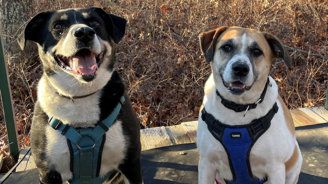 Bonded dog pair in New York ready to be adopted by loving home: ‘Dynamic duo’