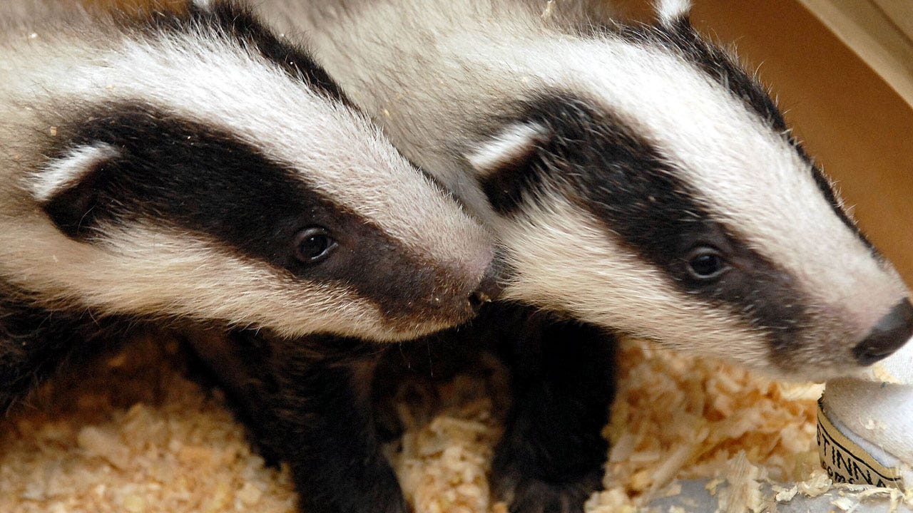 Badgers burrowing under Dutch train tracks leads to delays
