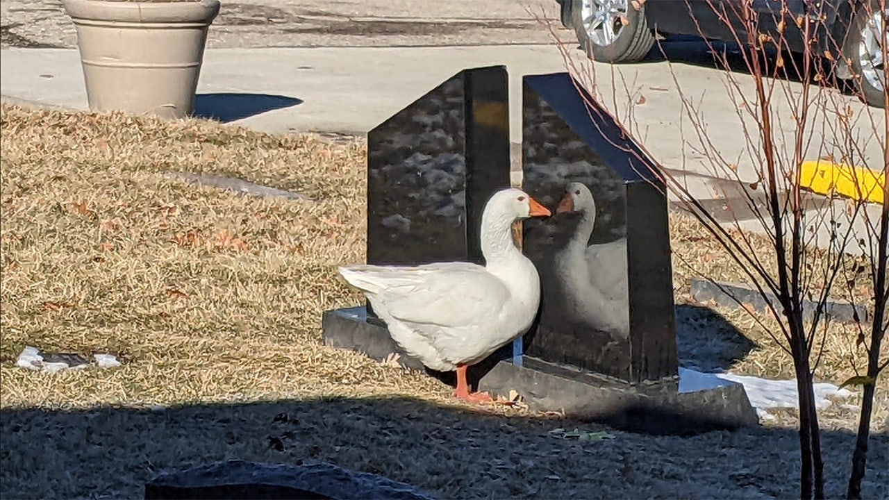 Iowa cemetery staff shares ad on Facebook to find ‘life partner’ for widowed goose