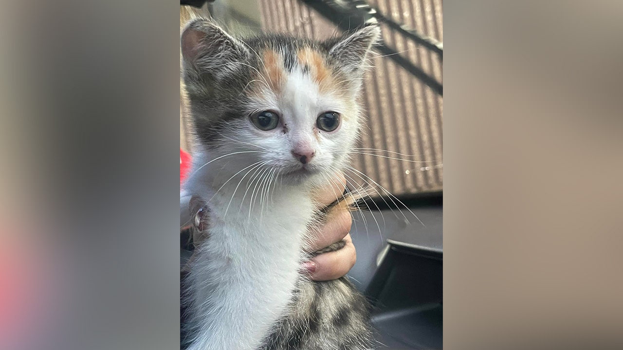 Ohio family escapes devastating house fire after cat wakes them up