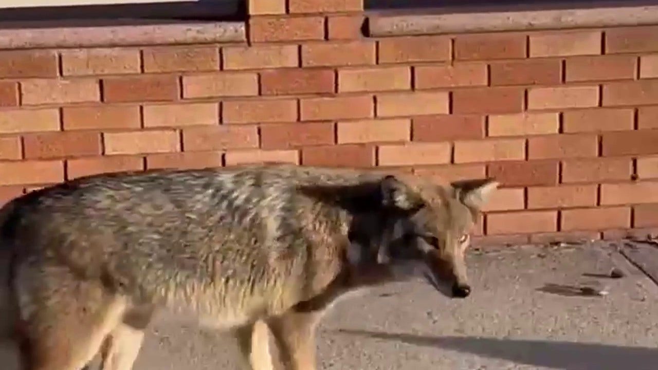 New York City residents spot coyote strolling through busy Queens neighborhood