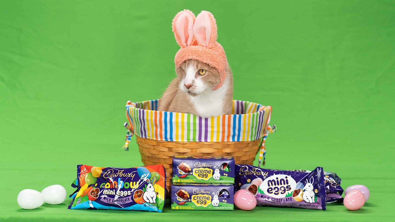 In time for Easter, cat with sad story wins Cadbury Annual Bunny Tryouts: ‘Pawsome personality’