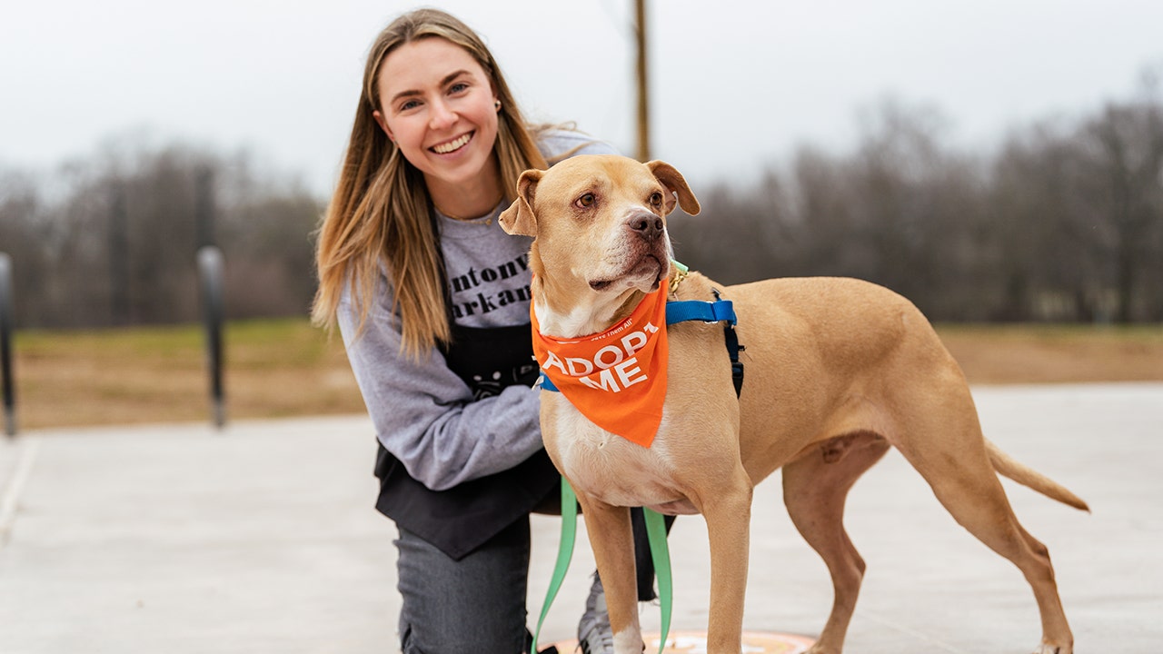 Dogs and cats roam free as first cageless animal shelter in US opens in Arkansas