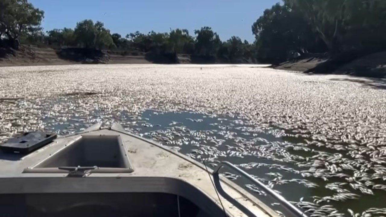 Australian river filled with millions of dead fish as residents complain of ‘putrid’ smell